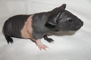 お手入れ,飼い方,種類,品種,牧草,モルモット