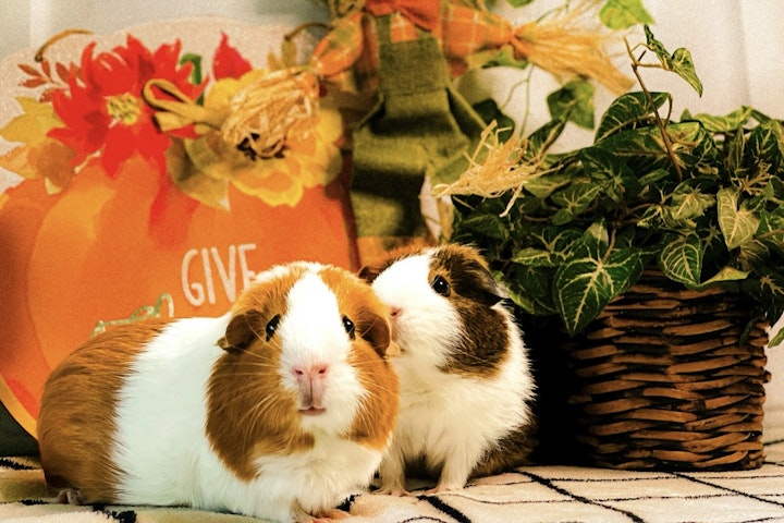 お手入れ,飼い方,種類,品種,牧草,モルモット