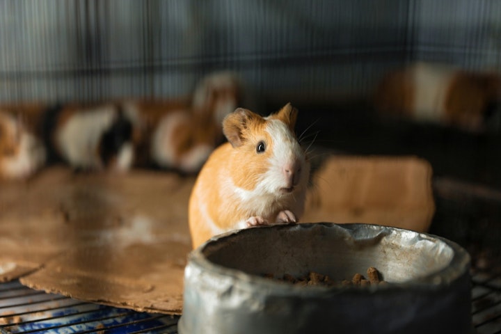 お手入れ,飼い方,種類,品種,牧草,モルモット