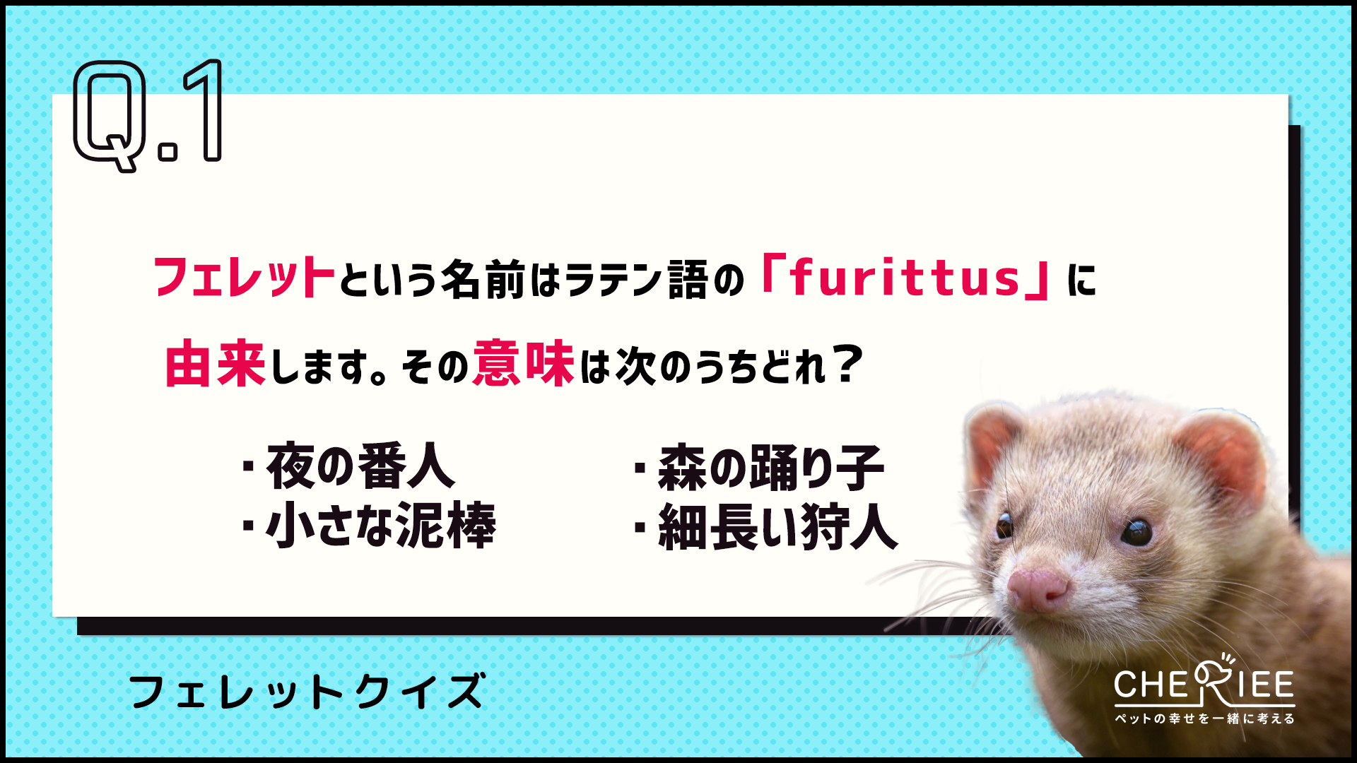 【クイズ】 全問正解できる？フェレットの意外な歴史を学ぼう