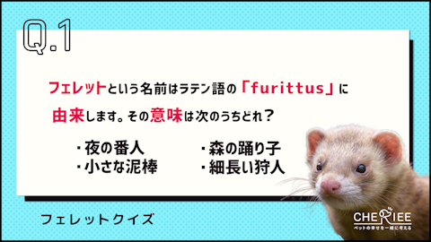 【クイズ】 全問正解できる?フェレットの意外な歴史を学ぼうのアイキャッチ画像