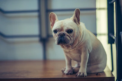 【獣医師監修】命に関わる危険も!犬の誤嚥性肺炎とは?のアイキャッチ画像