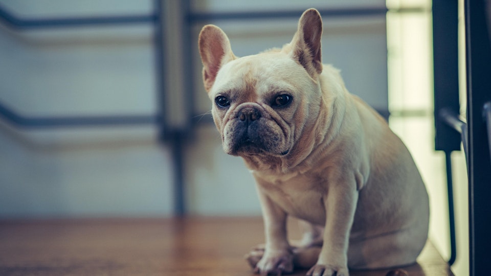 【獣医師監修】命に関わる危険も!犬の誤嚥性肺炎とは?