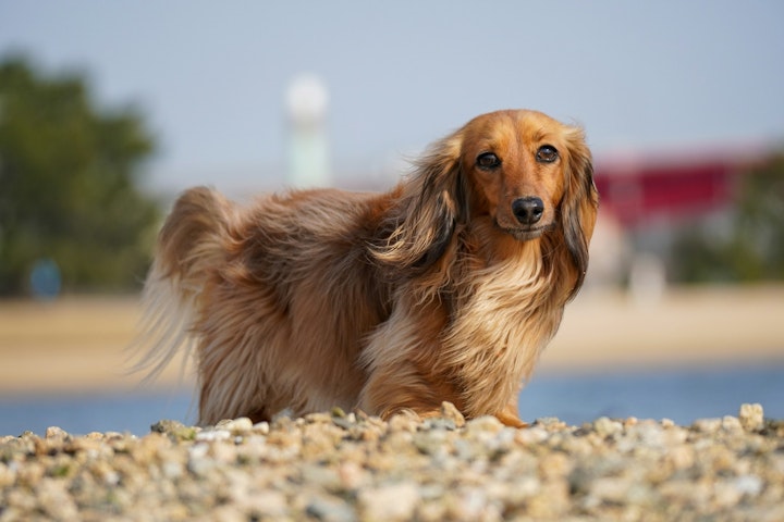 獣医師監修,誤嚥性肺炎,好発犬種,症状,治療,予防