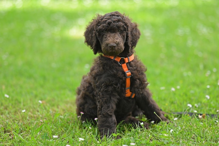 心原性肺水腫,心臓病,好発犬種,好発猫種,症状,呼吸困難,治療,予防,健康診断