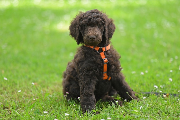 心原性肺水腫,心臓病,好発犬種,好発猫種,症状,呼吸困難,治療,予防,健康診断