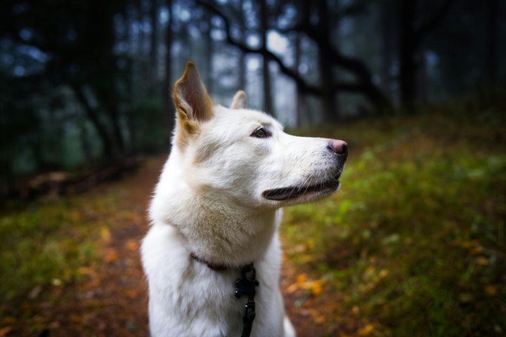 古典文学,犬,白い,物語,歴史