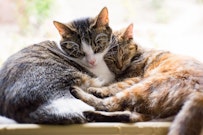 記事カテゴリ第1位