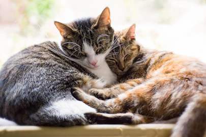 【獣医師監修】心臓病が原因で肺に水が溜まる?犬猫の心原性肺水腫とはのアイキャッチ画像