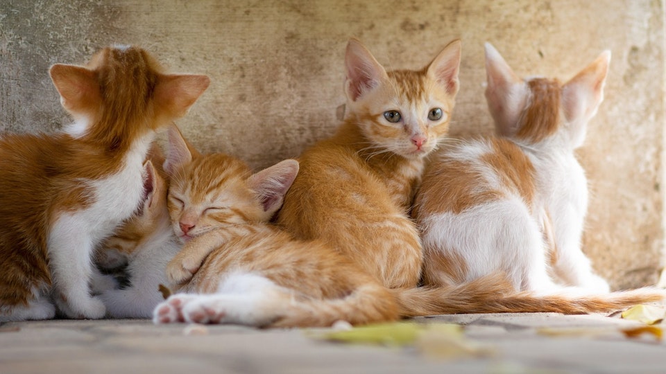 猫の毛柄と性格って関係ある?毛の模様から推測されるキャラクターを解説