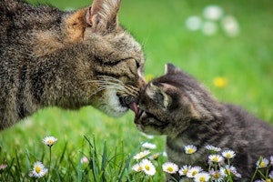 柄,性格,遺伝子,猫,毛色