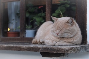 柄,性格,遺伝子,猫,毛色