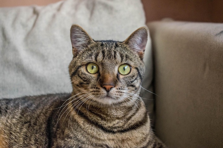 柄,性格,遺伝子,猫,毛色,模様