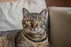 柄,性格,遺伝子,猫,毛色,模様