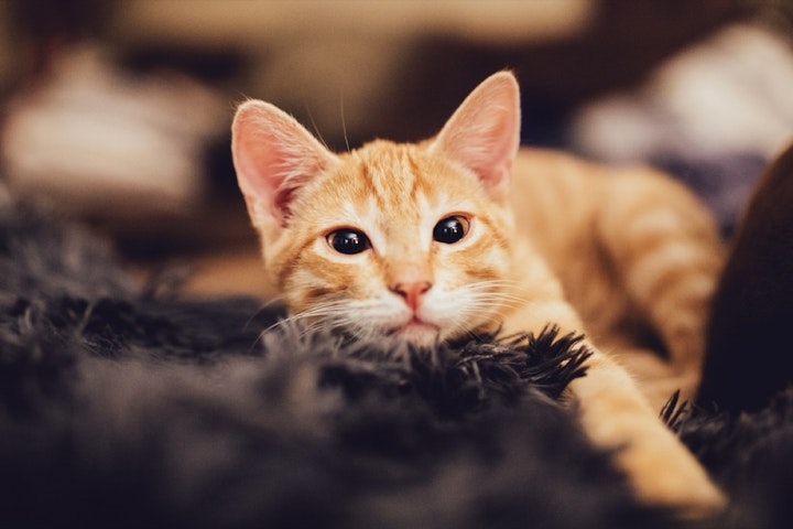 柄,性格,遺伝子,猫,毛色,模様