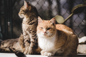 柄,性格,遺伝子,猫,毛色