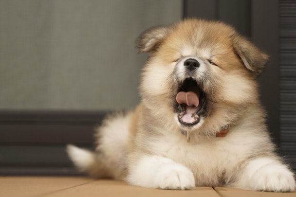 犬を飼い始めたら必要な3つの手続きとは？飼い主の義務を確認のアイキャッチ画像