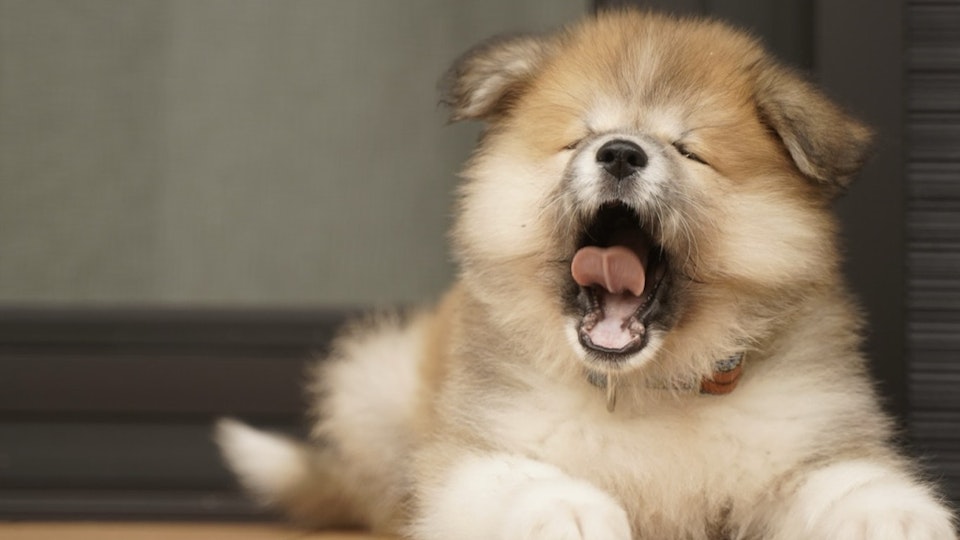 犬を飼い始めたら必要な3つの手続きとは?飼い主の義務を確認