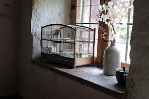 エサ,飼い方,飼育,ジュウシマツ,小鳥