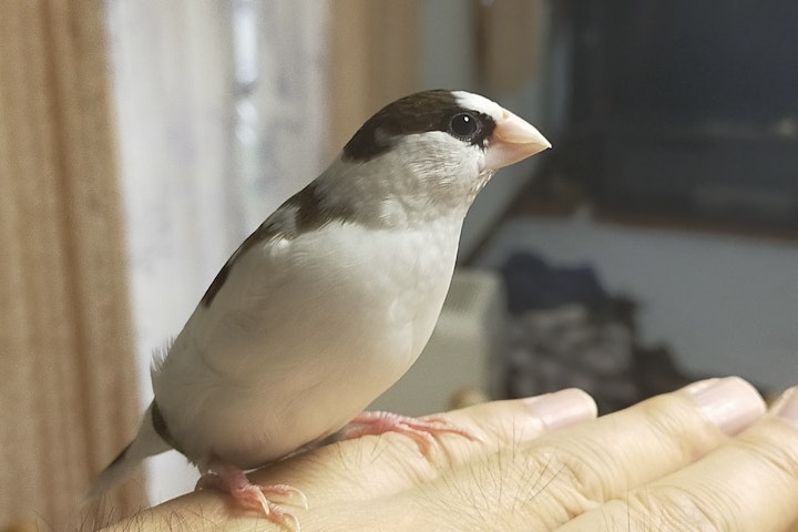 エサ,飼い方,飼育,ジュウシマツ,小鳥