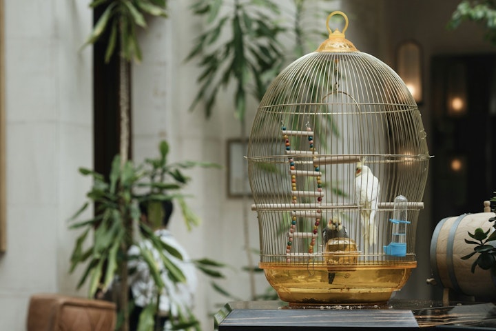 エサ,飼い方,飼育,ジュウシマツ,小鳥