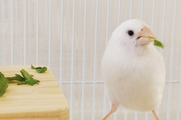 ジュウシマツの飼い方とは？必要なグッズと飼育のコツまとめのアイキャッチ画像