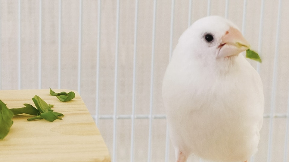 ジュウシマツの飼い方とは?必要なグッズと飼育のコツまとめ