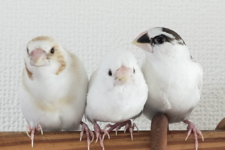エサ,飼い方,飼育,ジュウシマツ,小鳥