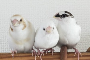 エサ,飼い方,飼育,ジュウシマツ,小鳥