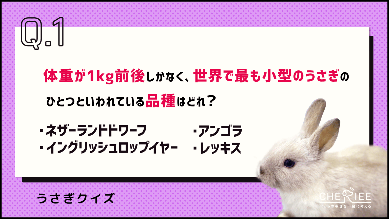 クイズ】この特徴があるうさぎの品種はどれ？ - CHERIEE あにまるマガジン