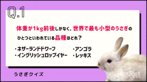 クイズ】この特徴があるうさぎの品種はどれ？ - CHERIEE あにまるマガジン