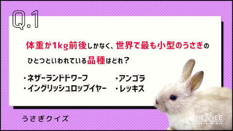 【クイズ】この特徴があるうさぎの品種はどれ？のアイキャッチ画像