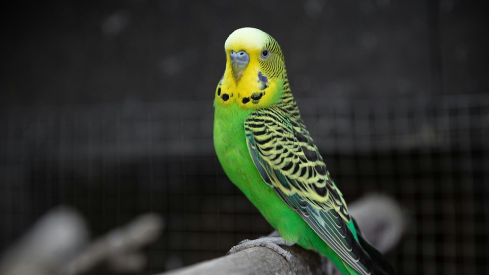 セキセイインコの基本の飼い方とは?楽しく暮らす飼育のポイント