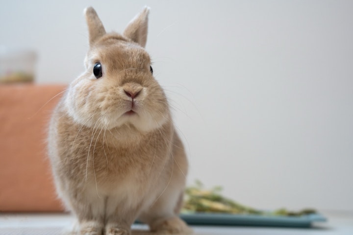 うさぎ,クイズ,品種,特徴,ネザーランドドワーフ