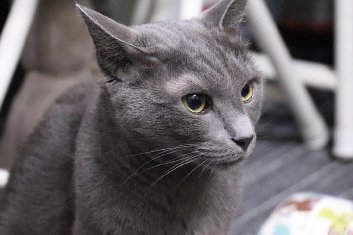 遺伝,性格,初心者,ポイント,猫,猫種