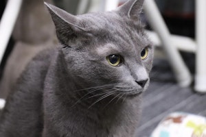 遺伝,性格,初心者,ポイント,猫,猫種