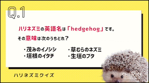 【クイズ】楽しく学べる！ハリネズミの雑学クイズに挑戦しようのアイキャッチ画像