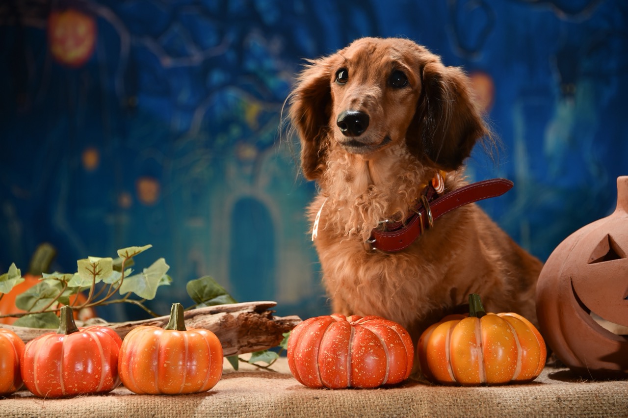 もうすぐハロウィン！愛犬にあげたいペット用の可愛いおやつ＆ケーキ8選