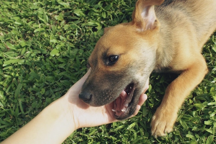 ブリーダー,ペットショップ,保護施設,保護犬カフェ,犬,譲渡会,里親