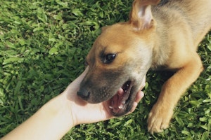 ブリーダー,ペットショップ,保護施設,保護犬カフェ,犬,譲渡会,里親