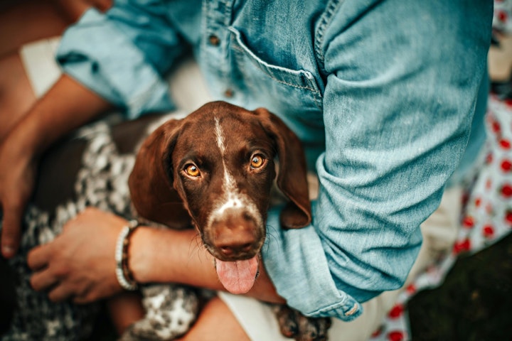 いつから,犬,子犬,時期,散歩,ワクチン