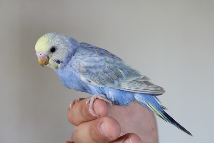 セキセイインコを手乗りにするにはヒナから!成鳥に教える方法も解説 - CHERIEE あにまるマガジン