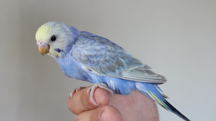 セキセイインコを手乗りにするにはヒナから!成鳥に教える方法も解説のアイキャッチ画像