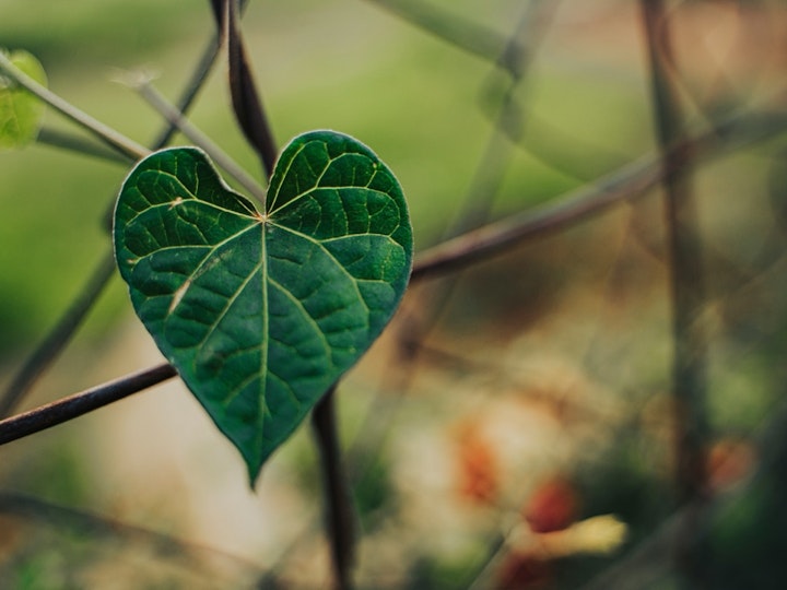 エサ,セキセイインコ,成鳥,手乗り,ヒナ