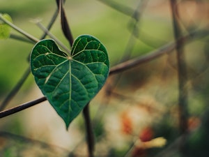 エサ,セキセイインコ,成鳥,手乗り,ヒナ