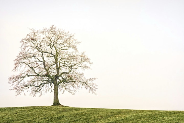 エサ,セキセイインコ,成鳥,手乗り,ヒナ