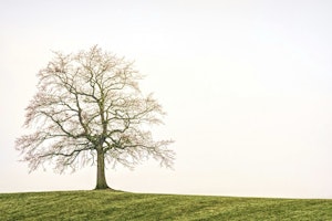 エサ,セキセイインコ,成鳥,手乗り,ヒナ