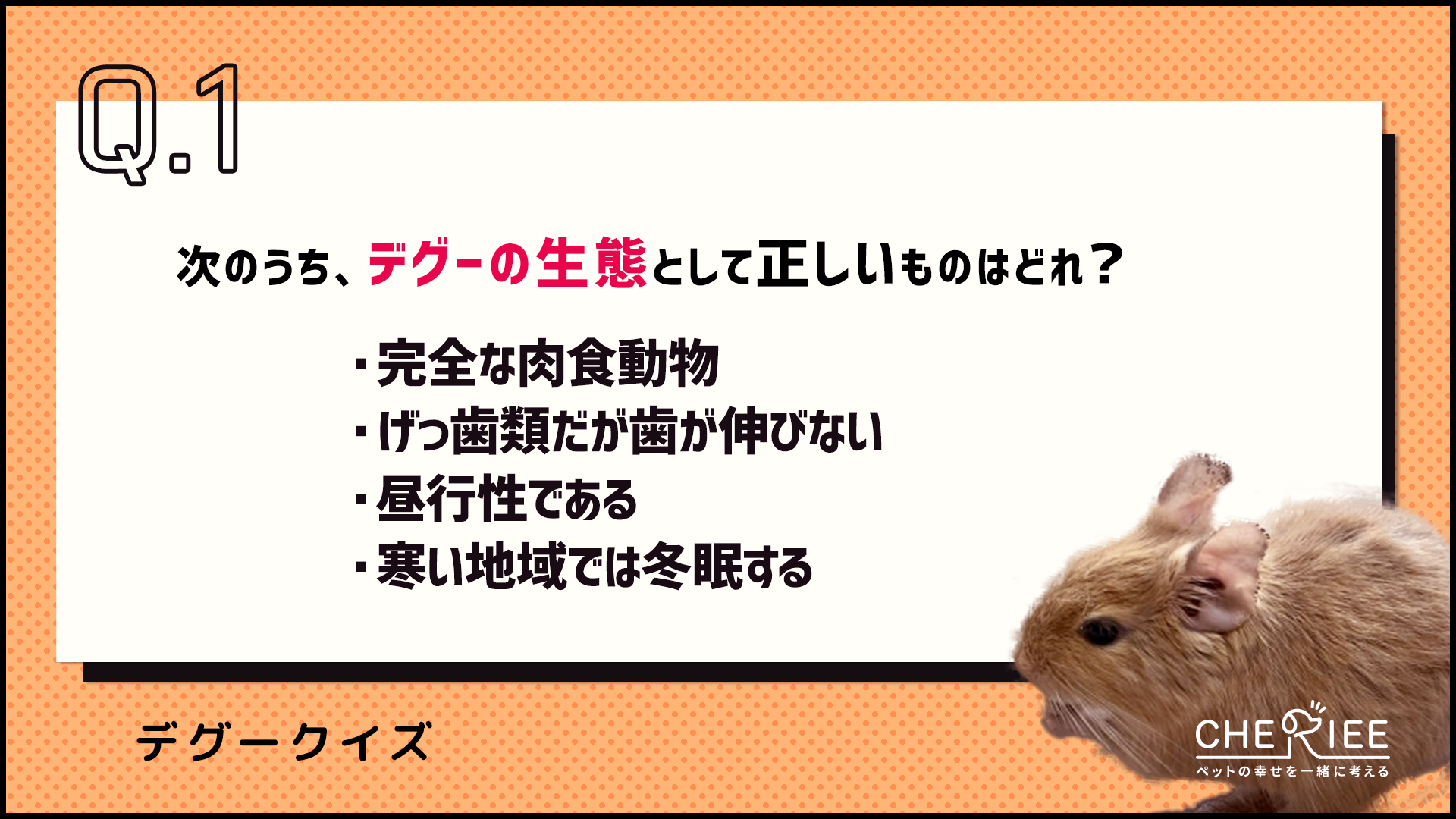 【クイズ】デグーってどんな動物？かわいくて賢い魅力を学ぼう！