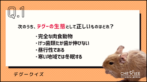 【クイズ】デグーってどんな動物？かわいくて賢い魅力を学ぼう！のアイキャッチ画像