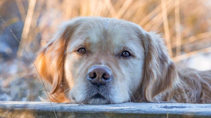【獣医師監修】早期発見と治療が大切!犬の緑内障とはのアイキャッチ画像